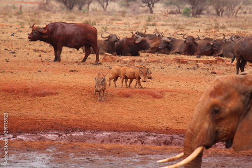 Africa, safari