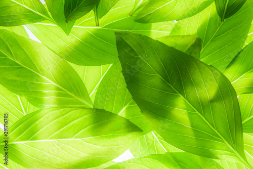 Close up of Thai sweet basil leaf photo