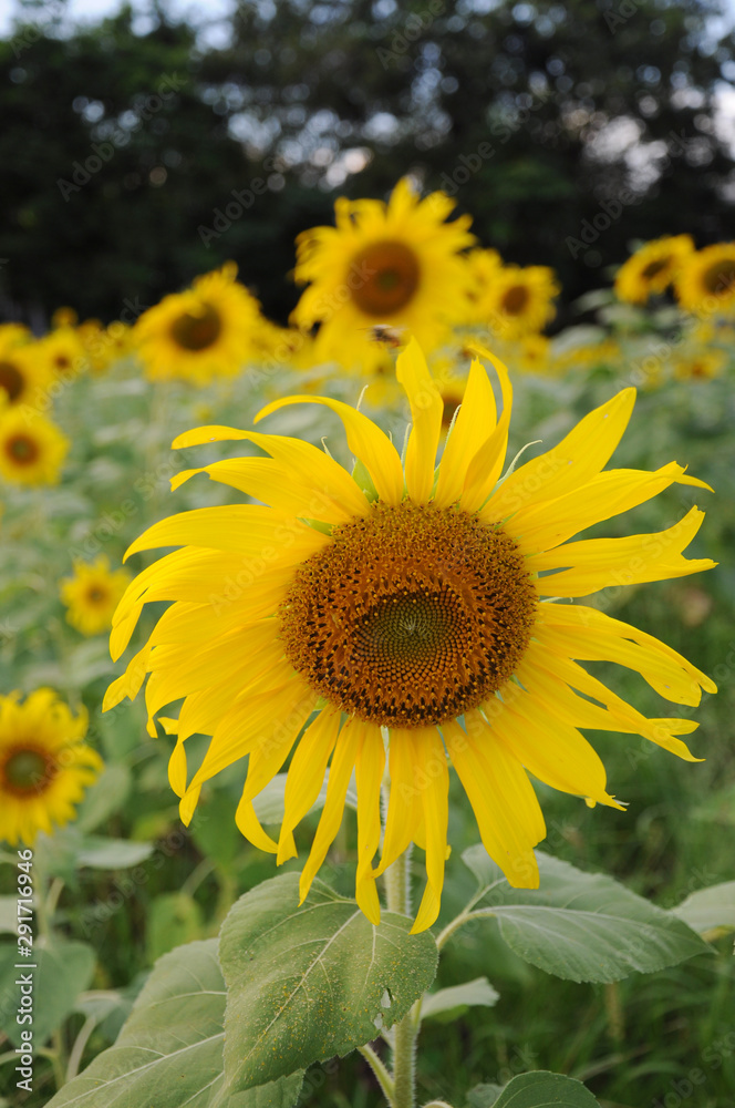 Fototapeta premium sunflower in the field