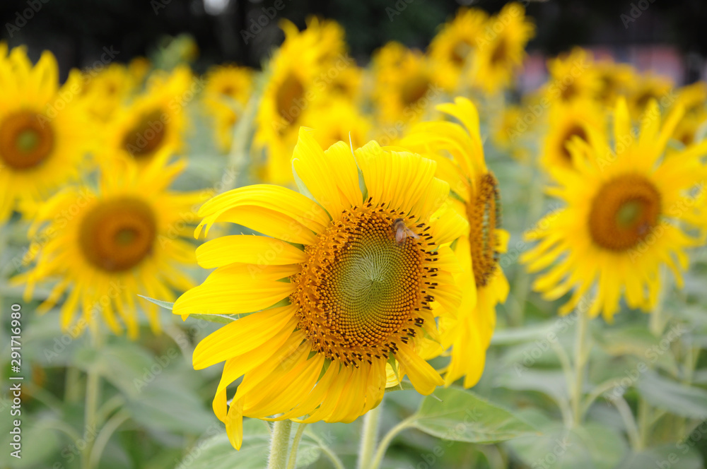 Fototapeta premium sunflower in the field