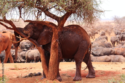 africa safari