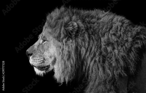 Male Lion portrait in black and white
