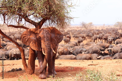 africa safari