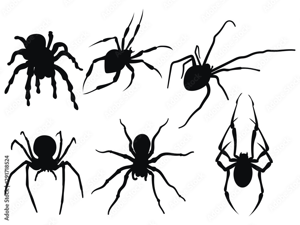 Set of spiders. Collection of black and white spiders. Vector set of ...