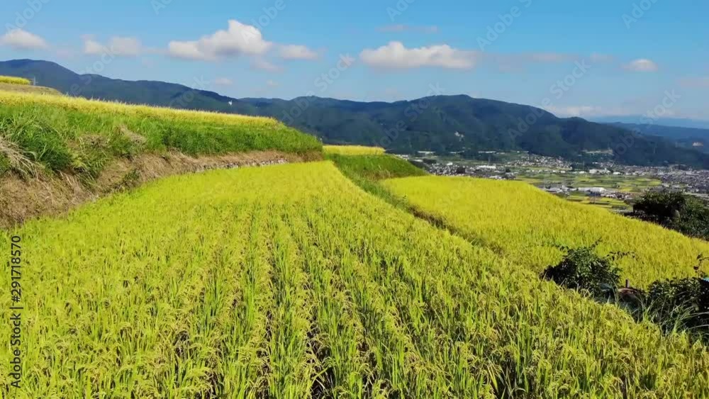 秋の姨捨の棚田(ドローン空撮) 秋の姨捨の棚田(ドローン空撮)