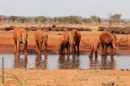 africa safari