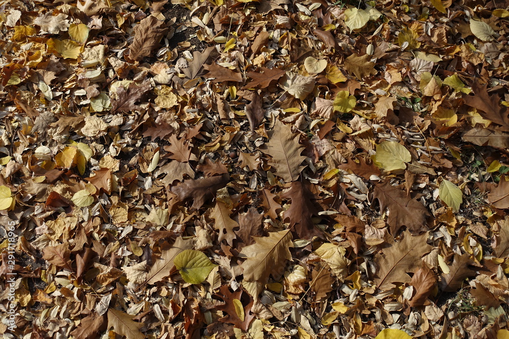 Dark brown fallen leaves on the ground from above
