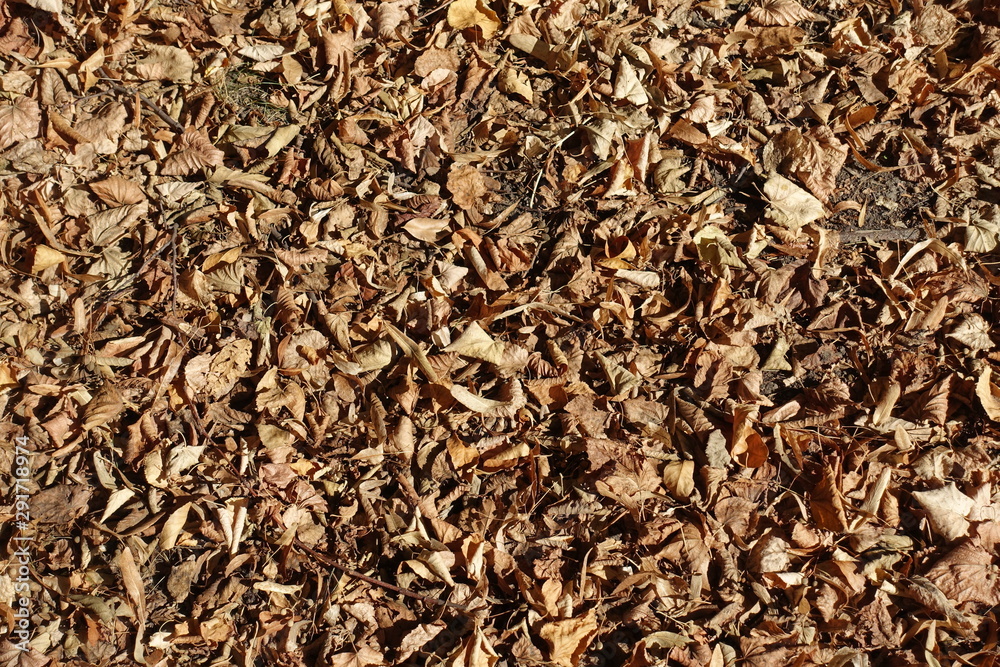 Dry brown fallen leaves on the ground in autumn Dry brown fallen leaves on the ground in autumn