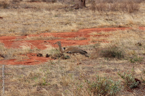 africa safari