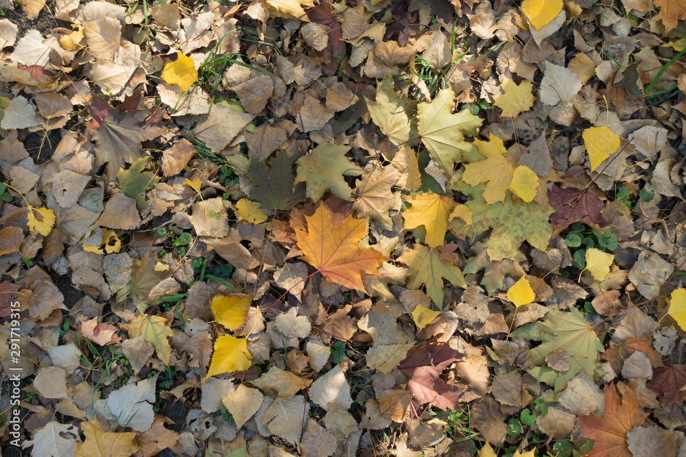 Multicolored fallen leaves on the ground from above