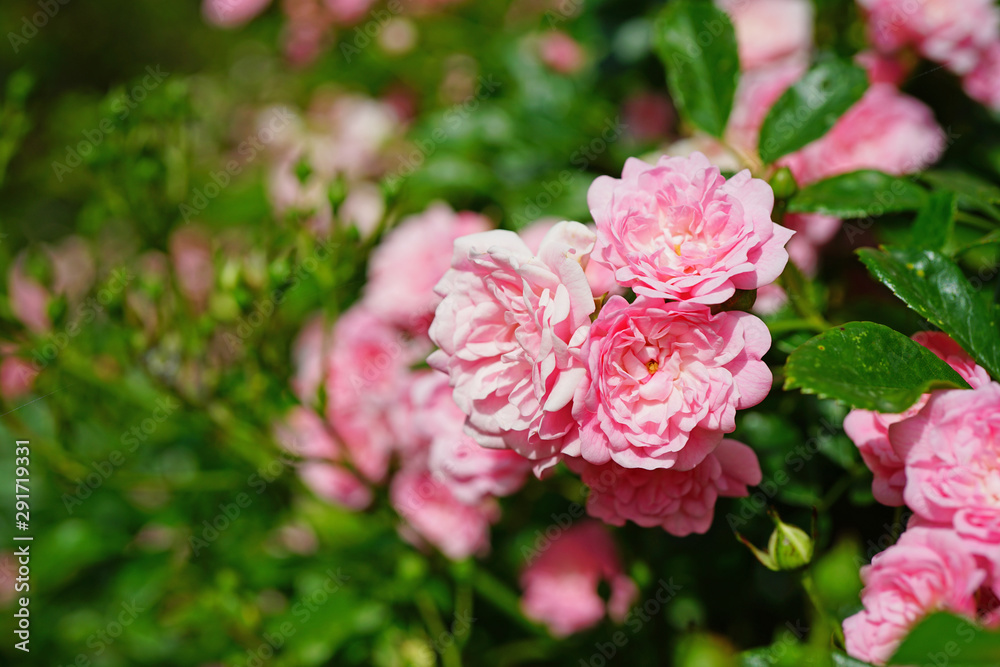 Clusters of small pink rose flowers on a shrub in the garden