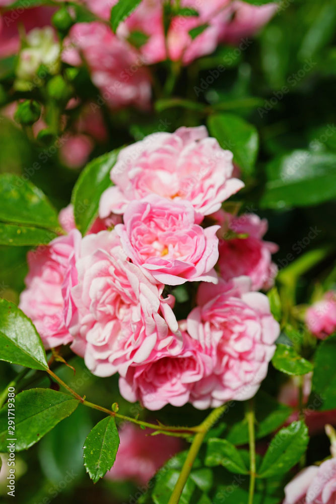 Clusters of small pink rose flowers on a shrub in the garden Clusters of small pink rose flowers on a shrub in the garden