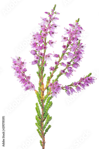 blossoming fine pink heather branch on white