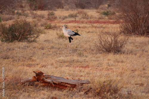 africa safari