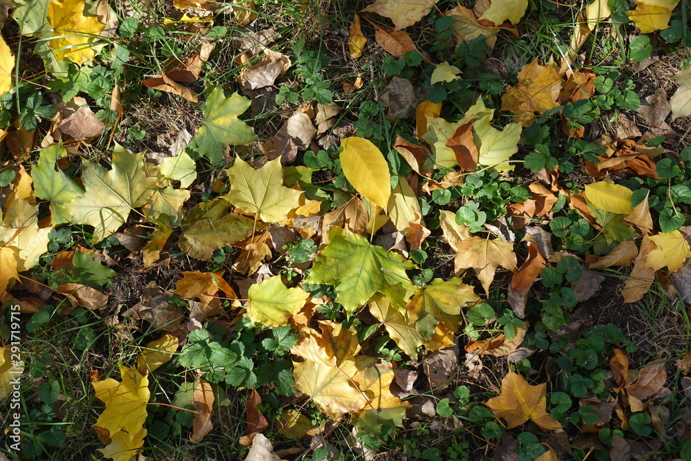 Colorful fallen leaves of maple on Glechoma hederacea in October Colorful fallen leaves of maple on Glechoma hederacea in October