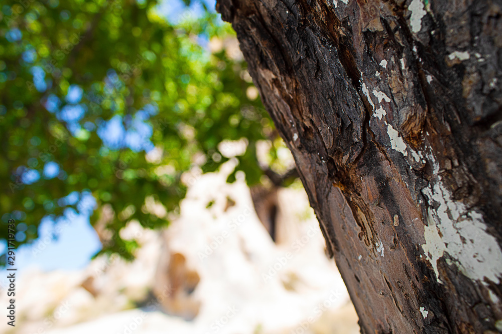 Fototapeta premium Landscape cappadocia