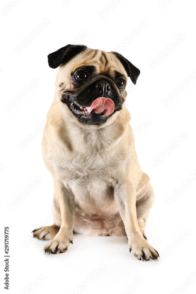 Lovely purebred pug with tongue sticking