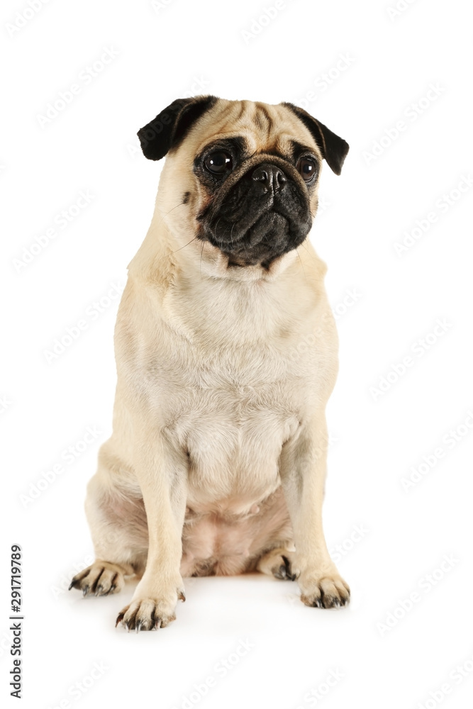 Portrait of lovely purebred pug dog