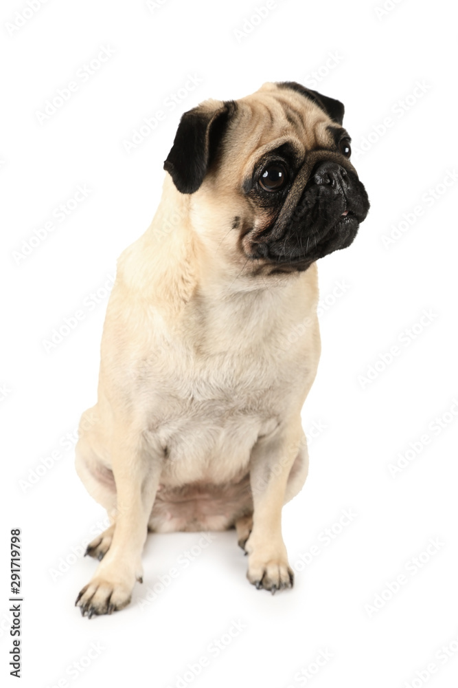 Portrait of adorable purebred pug dog