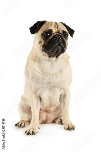 Portrait of lovely purebred pug dog