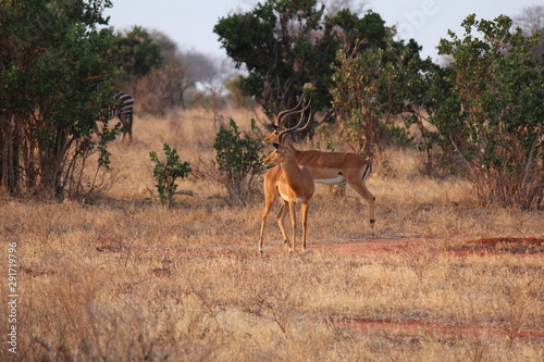 africa safari
