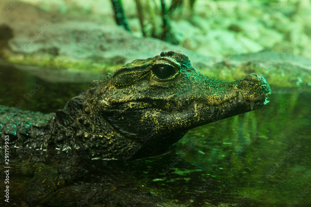 Obraz premium Dwarf crocodile, African dwarf crocodile, broad-snouted crocodile, bony crocodile (Osteolaemus tetraspis).