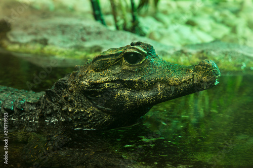  Dwarf crocodile, African dwarf crocodile, broad-snouted crocodile, bony crocodile (Osteolaemus tetraspis).