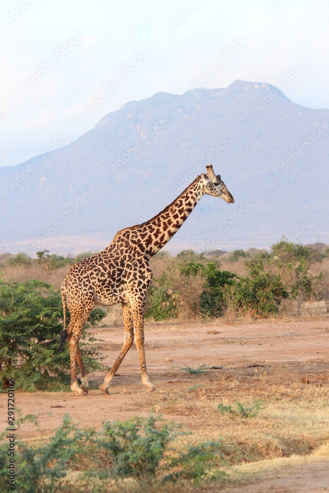 Fototapeta premium africa safari