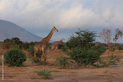 africa safari