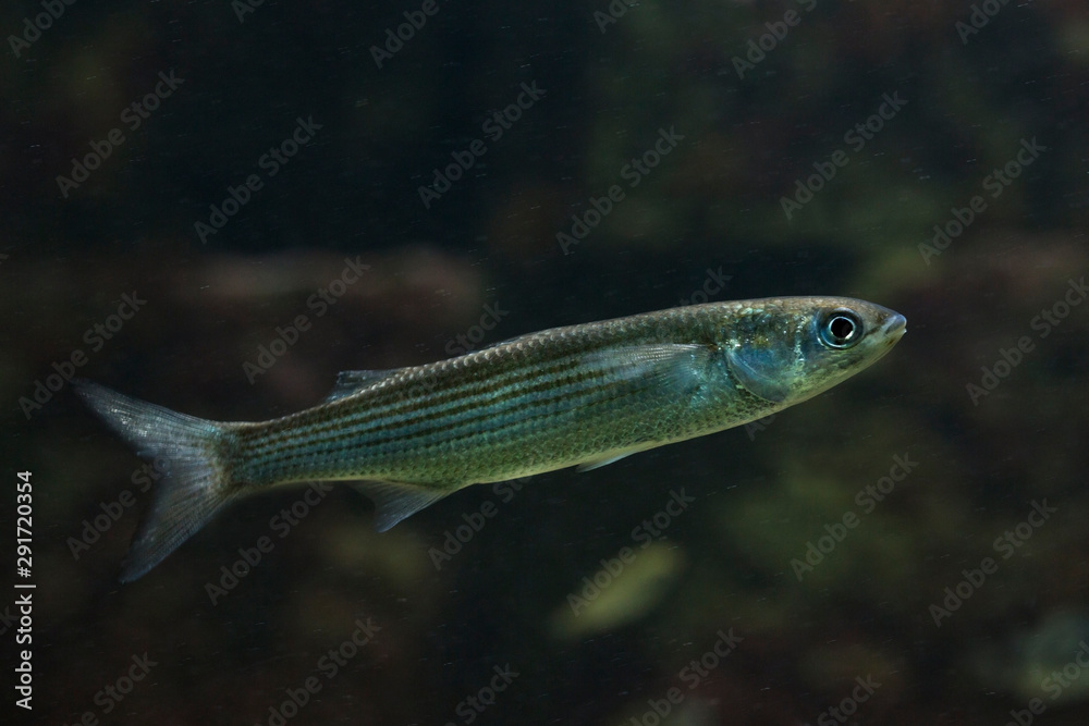 The leaping mullet (Chelon saliens).