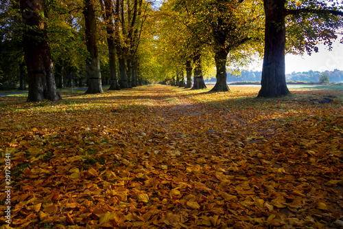 Autumn landscape, avenue of trees in Nottinghamshire, UK