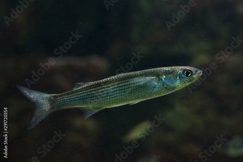 The leaping mullet (Chelon saliens).