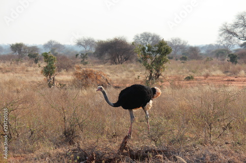 africa safari