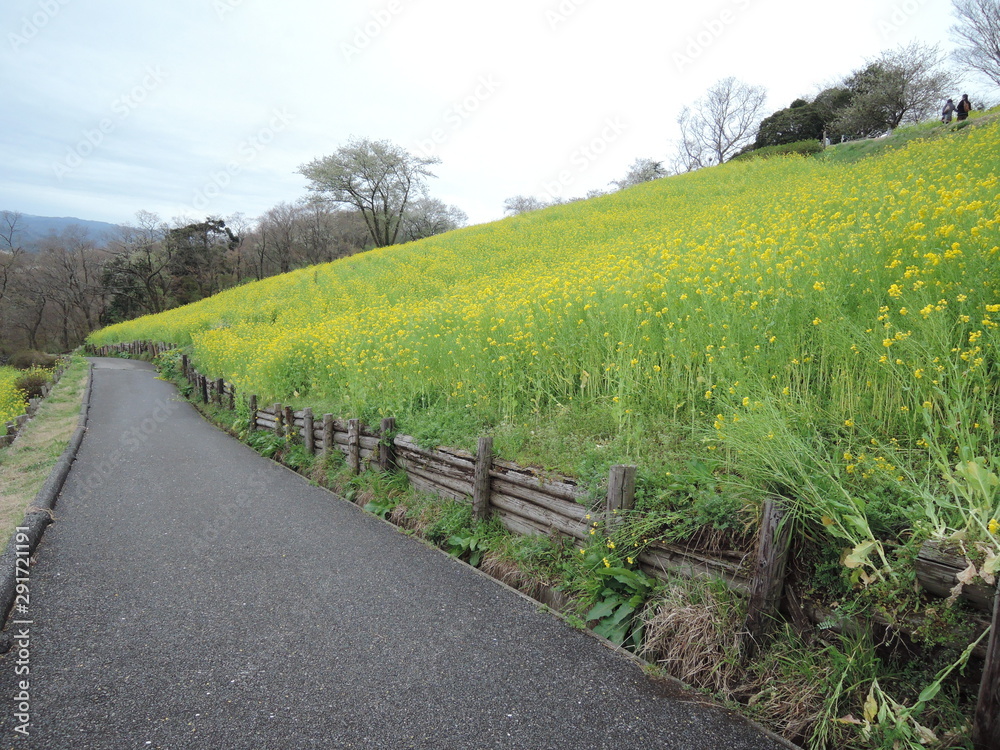 圧巻な菜の花畑