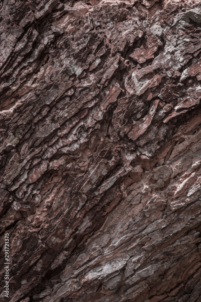 The texture of a large tree trunk The texture of a large tree trunk