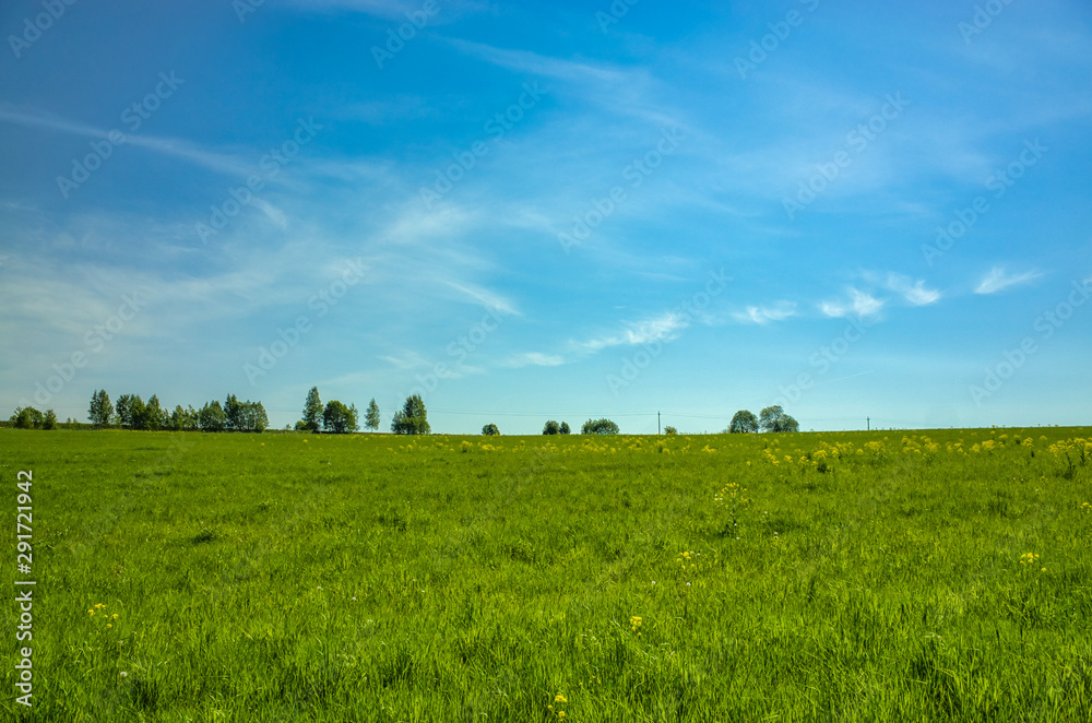 Grassy meadows and forest on the horizon. Spring landscape. Blue sky