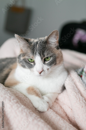 Cute calico cat crossing paws and sitting on pink fuzzy blanket, green eyes, close up © Deidre