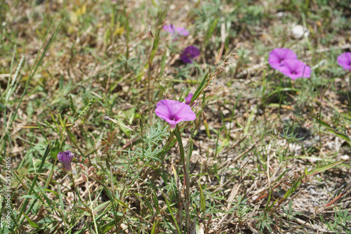 Flor silvestre morada