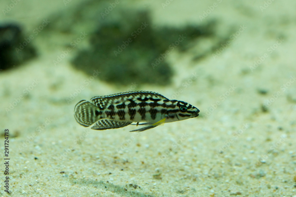 The masked julie (Julidochromis transcriptus).