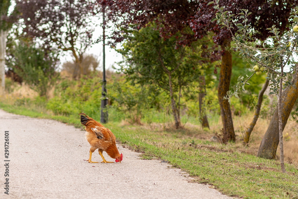 Naklejka premium Pollo buscando comida