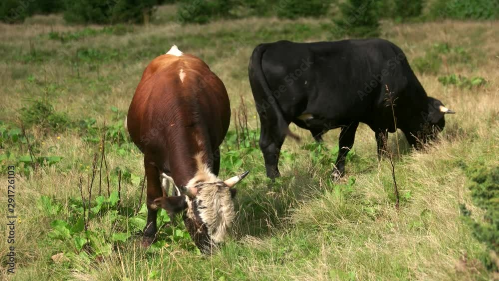 Cows grazing on a green meadow. Cows eating grass on the field. Organic livestock farming. Cows grazing on a green meadow. Cows eating grass on the field. Organic livestock farming.