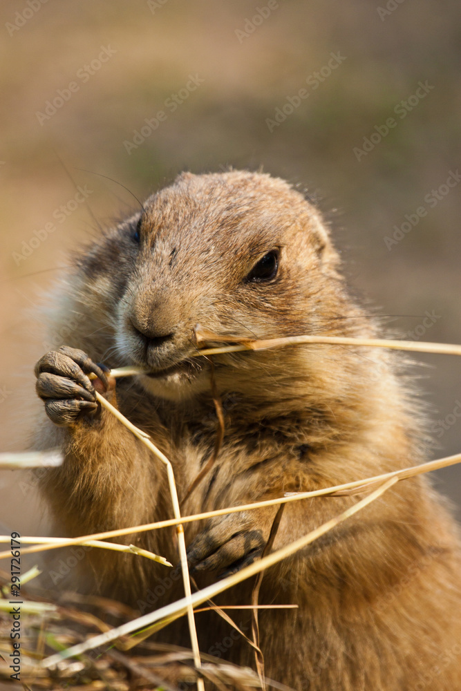 Schwarzschwanz-Präriehund (Cynomys ludovicianus) Schwarzschwanz-Präriehund (Cynomys ludovicianus)