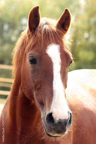 portrait of a beautiful chestnut mare