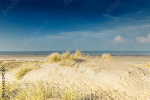 Fototapeta Naklejka Na Ścianę i Meble -  Sunrise in dune landscape Dutch North Sea coast with view to the sea over the top of sand dune with beach grass against a deep blue sky with clouds veil