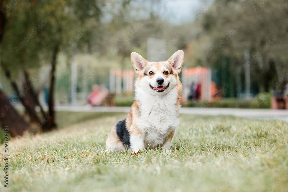 Welsh Corgi dog outdoor Welsh Corgi dog outdoor