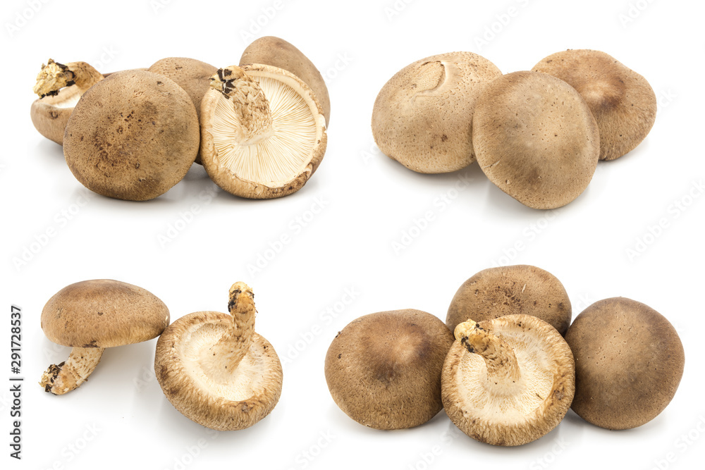Asian fresh champignons multi set collection close-up isolated on white background
