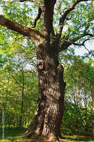 Slika na platnu huge centenarian oak tree low angle view, hdr