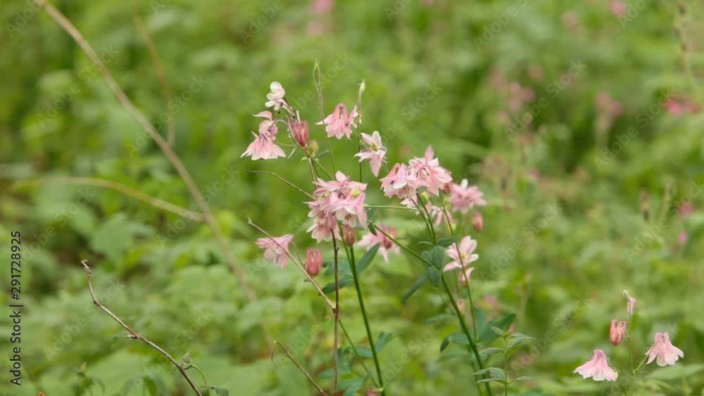 Beautiful bright spring flowers aquilegia close up in nature Beautiful bright spring flowers aquilegia close up in nature