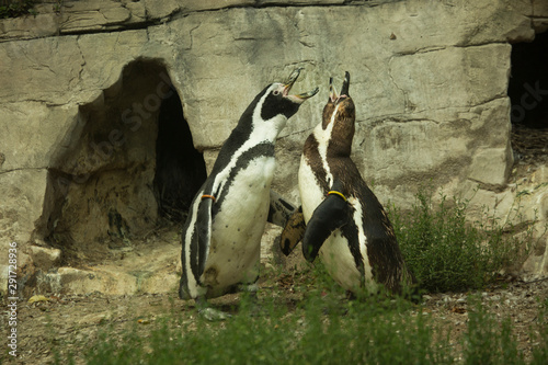 The Humboldt penguin (Spheniscus humboldti).