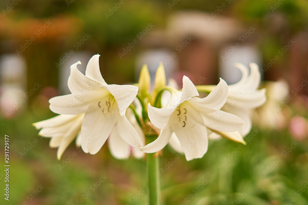 Fototapeta premium Campanas blancas 